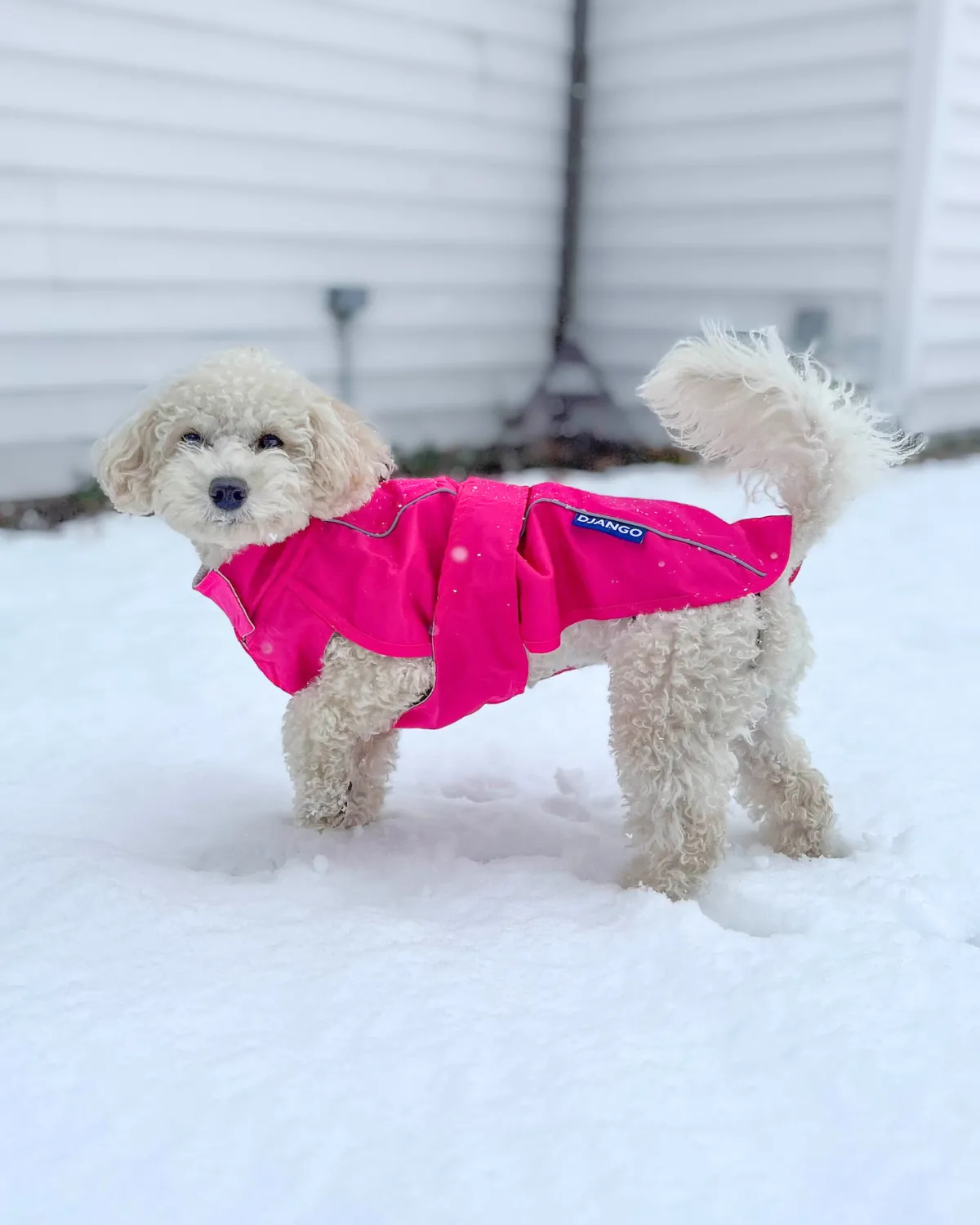 City Slicker All-Weather Dog Jacket & Raincoat - Cerise Pink
